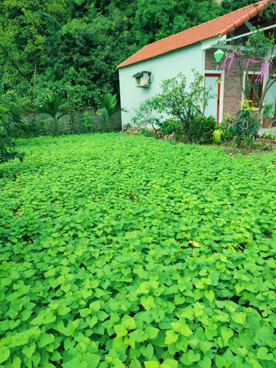 Trang An Natural Mountainside Homestay 닌빈 외부 사진